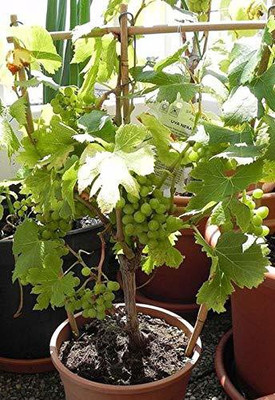 FasanGreen Grapes Plant(Hybrid, Pack of 1)