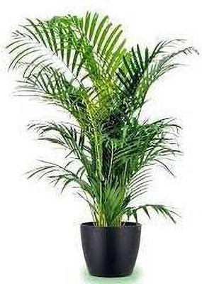 Greenery Nursery Areca Palm(Hybrid, Pack of 1)