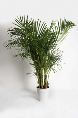 KUMUBON Areca Palm(Hybrid, Pack of 1)