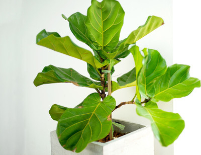 HERBALISM Fiddle Leaf Fig Plant(Pack of 1)