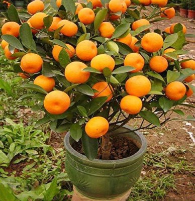 Healthy Vibe With Green Orange Plant(Hybrid, Pack of 1)