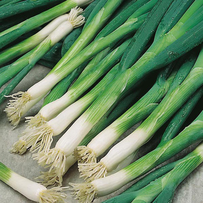 XOLDA Organic Bunching Onion Seed(66 per packet)
