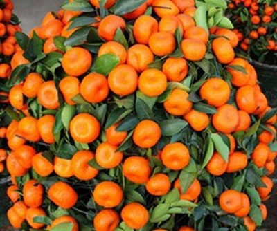 MKR Enterprises Orange Seed(20 per packet)