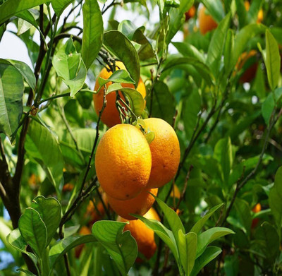 MKR Enterprises Orange Seed(25 per packet)