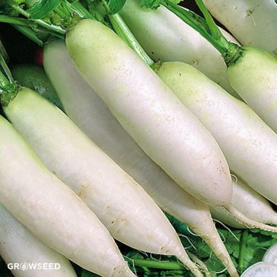 XOLDA Organic Radish Seed(66 per packet)