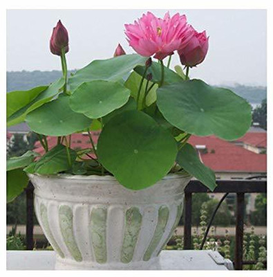 VNR VNR lotus original hybrid F1 seed Seed(50 per packet)