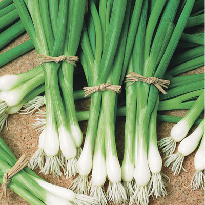 XOLDA Organic Bunching Onion Seed(51 per packet)