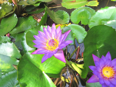 MKR Enterprises Water Lily Seed(30 per packet)