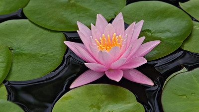 KANAYA Water Lily Lotus Flower Seed(37 per packet)