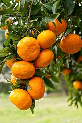 MKR Enterprises Orange Seed(25 per packet)