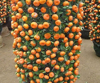KANAYA Orange Fruit Hybrid Seed(30 per packet)