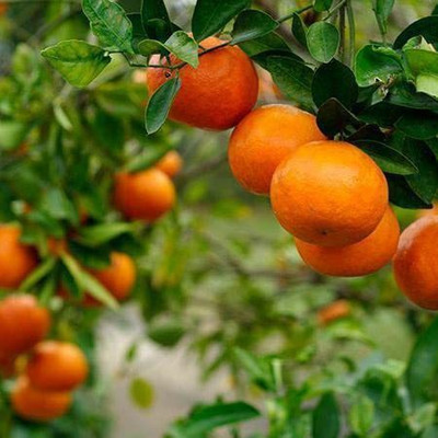 MKR Enterprises Orange Seed(25 per packet)