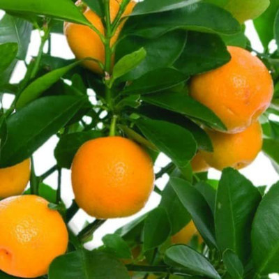 MKR Enterprises Orange Seed(20 per packet)