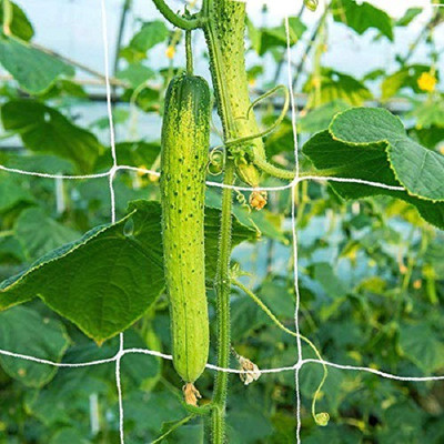 world net enterprise Plant Climbing & Plant Trellis Netting 6*9 feet Insect Net