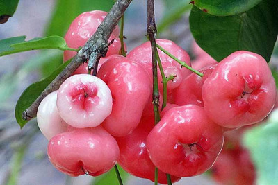 My Dream Nursery Wax Apple Plant(Hybrid, Pack of 1)