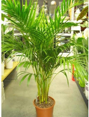 Ukanda Areca Palm(Hybrid, Pack of 1)