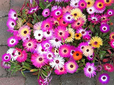 CYBEXIS F1 Hybrid Ice Plant Seeds Good Germinetion Seed(50 per packet)