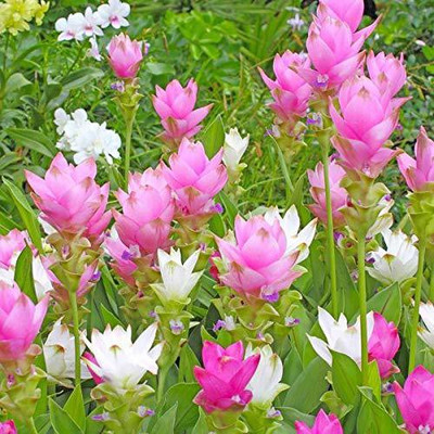 Audbhidhi Curcuma Summer Flower Bulbs Seed(1 per packet)