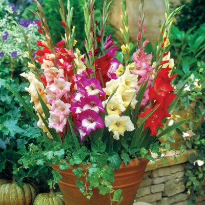 Oxygreenplant Mixed Gladiolus Flower Bulb Seed Seed(4 per packet)