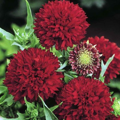 SRI SAI FORESTRY Gaillardia Pulchella Flower Mixed Color Ornamental Plant Seed(100 per packet)