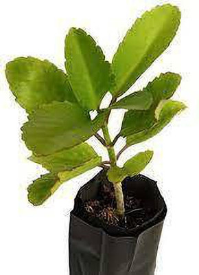 Oxygreenplant Bryophyllum Pinnatum/Patharchatta Plant(Hybrid, Pack of 1)