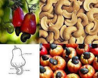 ABEFARIYA Cashew Plant(Hybrid, Pack of 1)