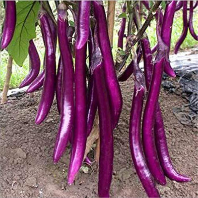 Decon Bengan Seed(750 per packet)