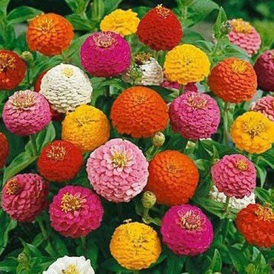 CYBEXIS LX-98 - Zinnia Flower Mix Color - (270 Seeds) Seed(270 per packet)