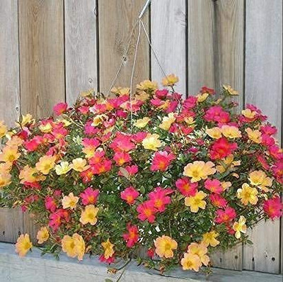 CYBEXIS Portulaca Moss Rose Flower Seeds Mix Color Ornamental Seed(50 per packet)