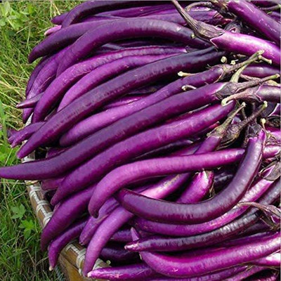 MKR Enterprises Bengan Seed(600 per packet)