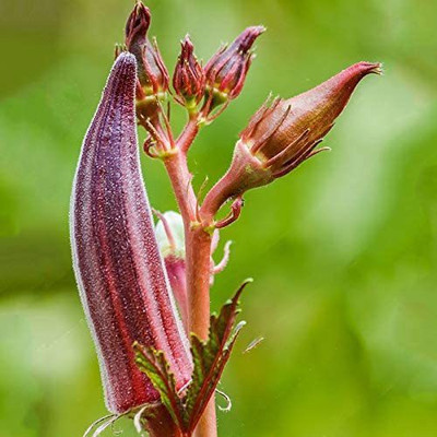 MKR Enterprises Red Okra Seed(470 per packet)