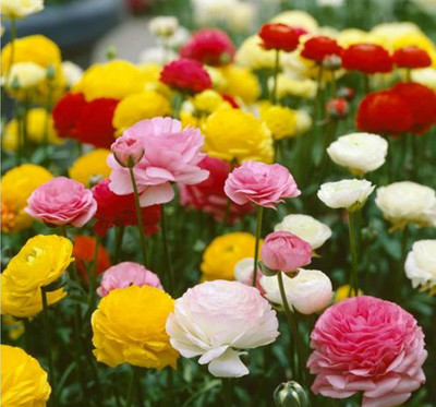 ACCELCROP 11'o Clock Flower Seed(44 per packet)