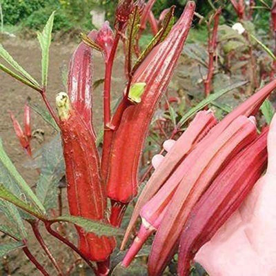 MKR Enterprises Red Okra Seed(650 per packet)