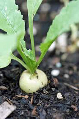 WILLVINE XLR-298 Radish Seed,Hailstone White Seed(500 per packet)