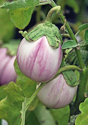 Decon Bengan Seed(200 per packet)