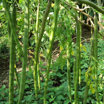 VibeX GUA-66 - Moringa Drumstick(Saijan ki Phalli)-PKM2 - (1350 Seeds) Seed(1350 per packet)