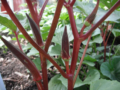 WILLVINE XL-506 Red Okra, Abelmoschus esculentus Seed(100 per packet)