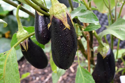 UGRA Brinjal Seed(50 per packet)