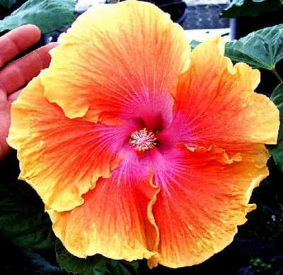 natikrd Hibiscus Plant(Hybrid, Pack of 1)