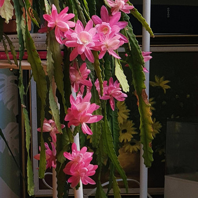 Ukanda Brahma Kamal Plant(Hybrid, Pack of 1)