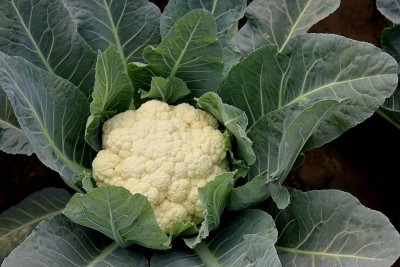 VibeX NBIR-93 - Snowball Y Cauliflower - (150 Seeds) Seed(150 per packet)