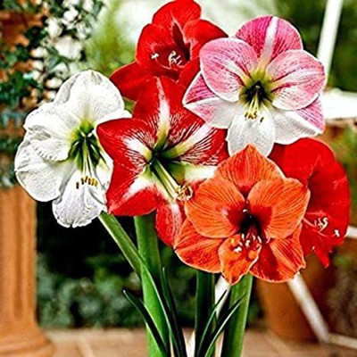 Audbhidhi Hippeastrum/Amaryllis lily Single ‘Mix’ Flower Bulbs for Summer Season Seed(1 per packet)