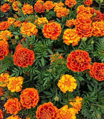 Mozette Hybrid Mari Gold Mix Seed(55 per packet)