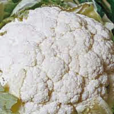 CYBEXIS TLX-7 - Cauliflower Snowball Y - (150 Seeds) Seed(150 per packet)