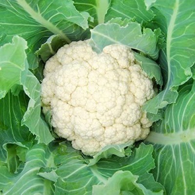 MKR Enterprises Cauliflower Seed(150 per packet)