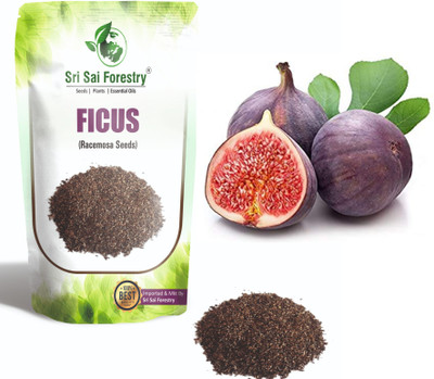 SRI SAI FORESTRY Gular Ficus Racemosa Cluster Fig Anjeer Fruit Tree Seed(100 per packet)