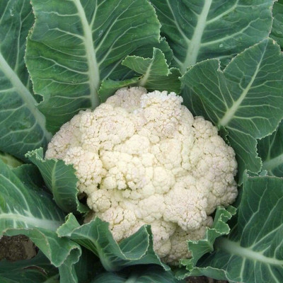 CYBEXIS LX-13 - Cauliflower Snowball - (1350 Seeds) Seed(1350 per packet)