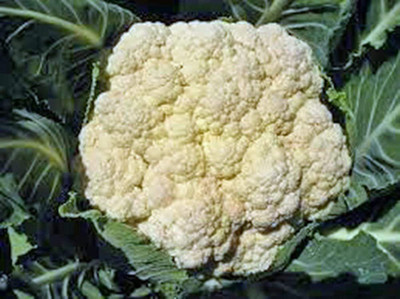 CYBEXIS TLX-75 - Huge Cauliflower Snowball Y - (1350 Seeds) Seed(1350 per packet)