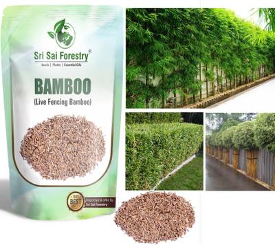 SRI SAI FORESTRY Lucky Bamboo Seeds Ornamental Live Fencing for Home Garden  Apartments Seed - Price History