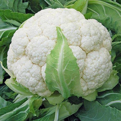 MKR Enterprises Cauliflower Seed(1000 per packet)